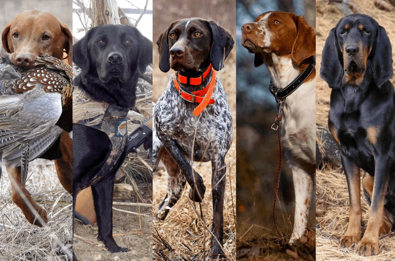 5_dog_breeds_hunting_dogs_001