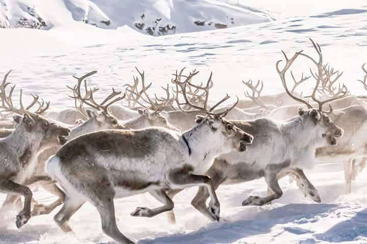 When caribou reindeer migrate, the alpha leaders of the pack “move the middle.” The majority of the pack are not high-performers or stragglers; and so the pace that must be set must be for the benefit of the middle majority; not too fast, not too slow. 