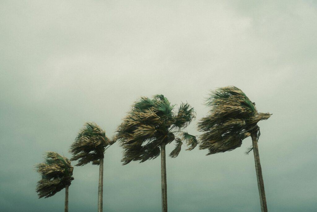 Palm trees fighting hurricane winds